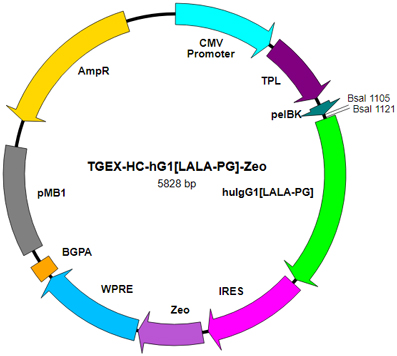 TGEX-HC-hG1[LALA-PG]-Zeo map